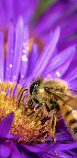 [2436x1125]蜜蜂 花朵 鲜花 花粉 采蜜 苹果手机壁纸图片