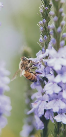 [2436x1125]蜜蜂 花草 采粉 花期 苹果手机壁纸图片