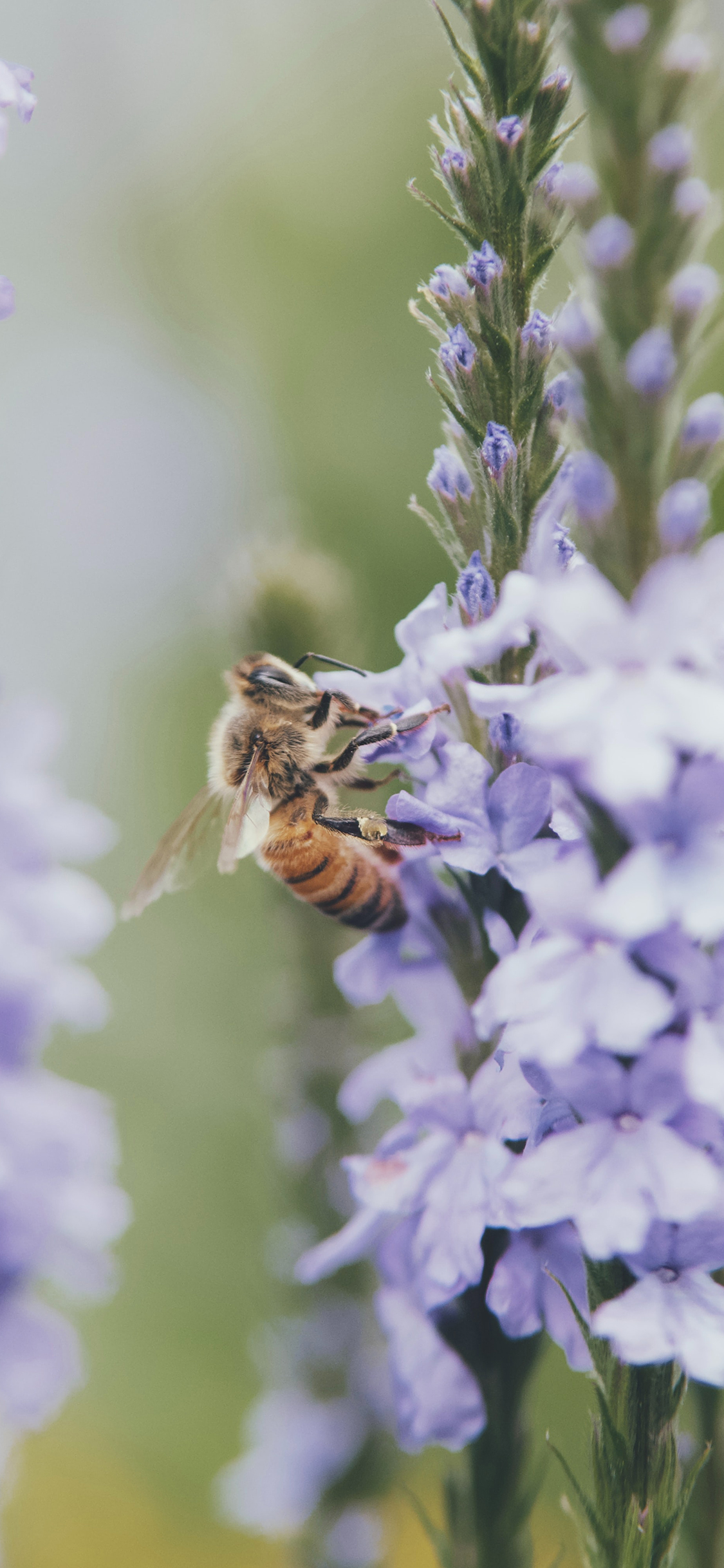[2436×1125]蜜蜂 花草 采粉 花期 苹果手机壁纸图片