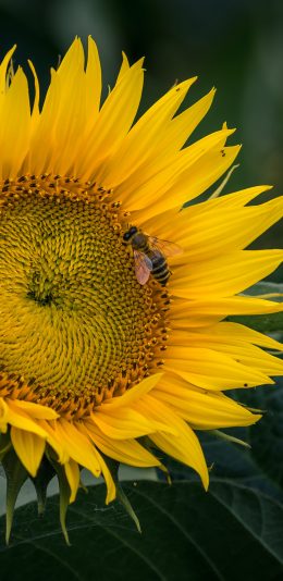 [2436x1125]蜜蜂 葵花 向日葵 昆虫 苹果手机壁纸图片