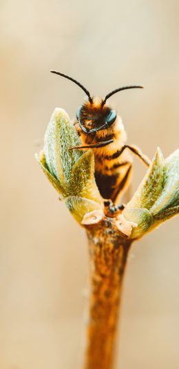 [2436x1125]蜜蜂 采蜜 工蜂 昆虫 苹果手机壁纸图片