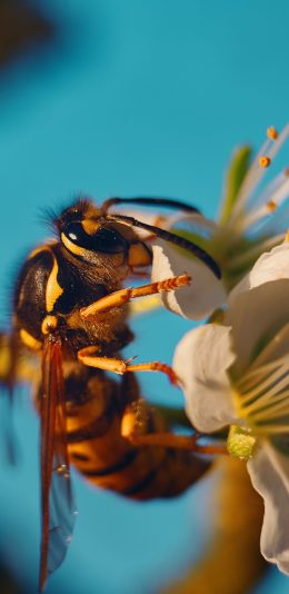 [2436x1125]蜜蜂 采蜜 昆虫 花朵 苹果手机壁纸图片