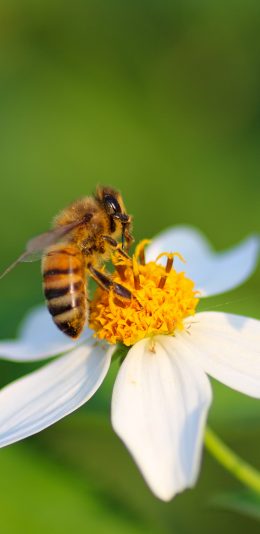 [2436x1125]蜜蜂 采蜜 花朵 花蕊 苹果手机壁纸图片