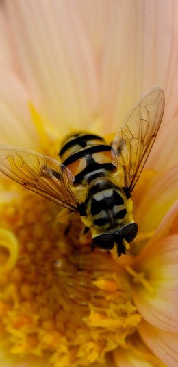 [2436x1125]蜜蜂 采蜜 鲜花 花粉 昆虫 苹果手机壁纸图片