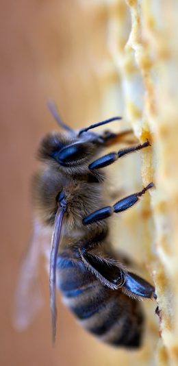 [2436x1125]蜜蜂 飞虫 昆虫 采蜜 苹果手机壁纸图片