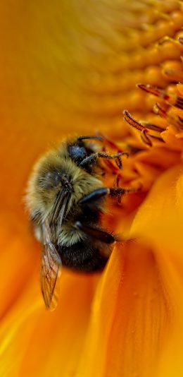 [2436x1125]蜜蜂 鲜花 盛开 菊花 采蜜 苹果手机壁纸图片