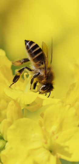 [2436x1125]蜜蜂 鲜花 采蜜 花粉 苹果手机壁纸图片