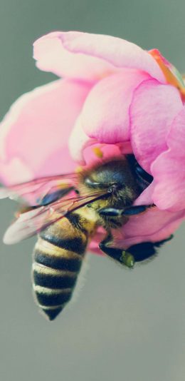[2436x1125]蜜蜂 鲜花 采蜜 飞行 苹果手机壁纸图片