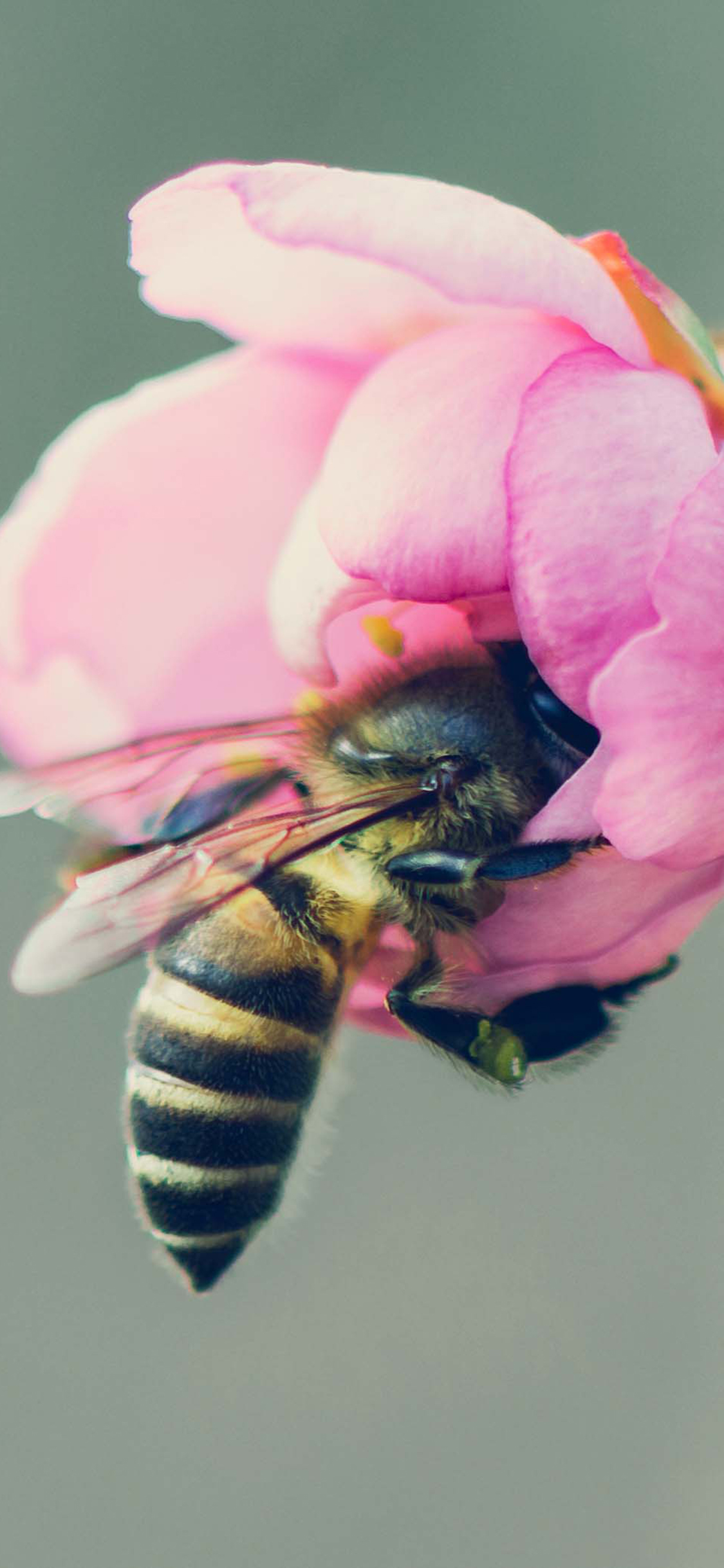 [2436×1125]蜜蜂 鲜花 采蜜 飞行 苹果手机壁纸图片