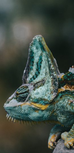 [2436x1125]蜥蜴 变色龙 爬行 苹果手机壁纸图片