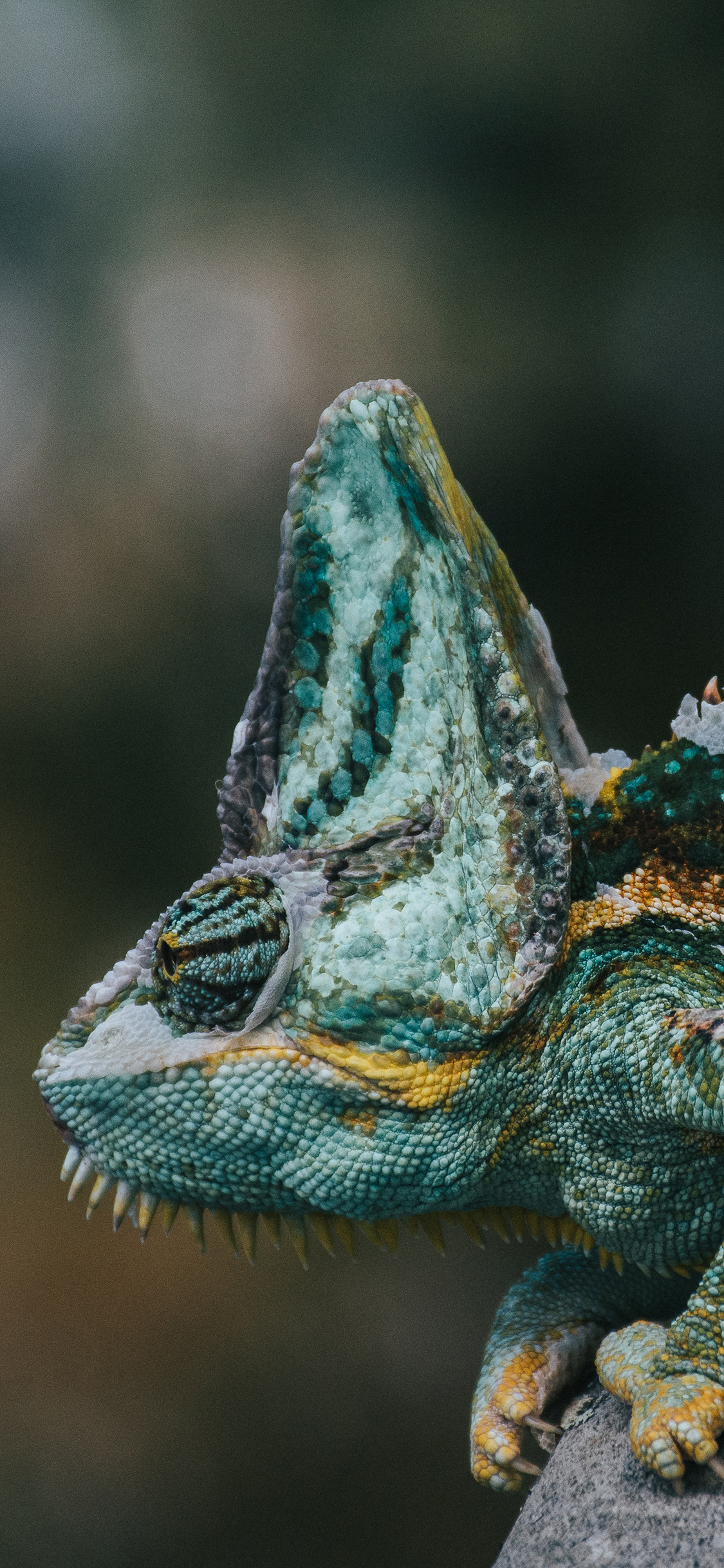 [2436×1125]蜥蜴 变色龙 爬行 苹果手机壁纸图片