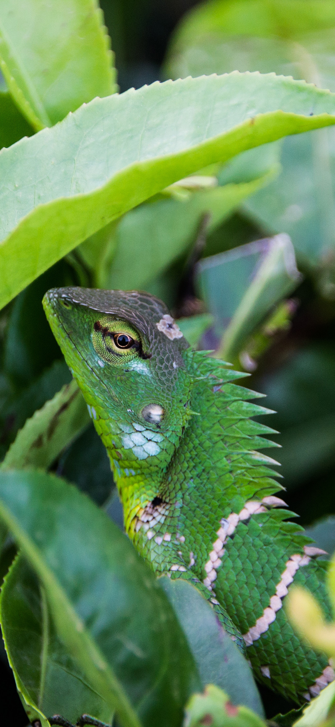 [2436×1125]蜥蜴 变色龙 绿色 保护色 叶子 苹果手机壁纸图片