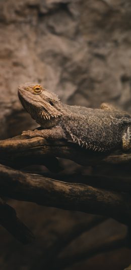 [2436x1125]蜥蜴 宠物 爬行 四肢 苹果手机壁纸图片