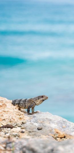 [2436x1125]蜥蜴 岩石 攀爬 爬行 苹果手机壁纸图片