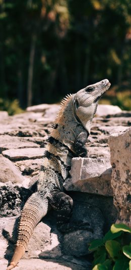 [2436x1125]蜥蜴 岩石 蜥蜴 皮甲 苹果手机壁纸图片