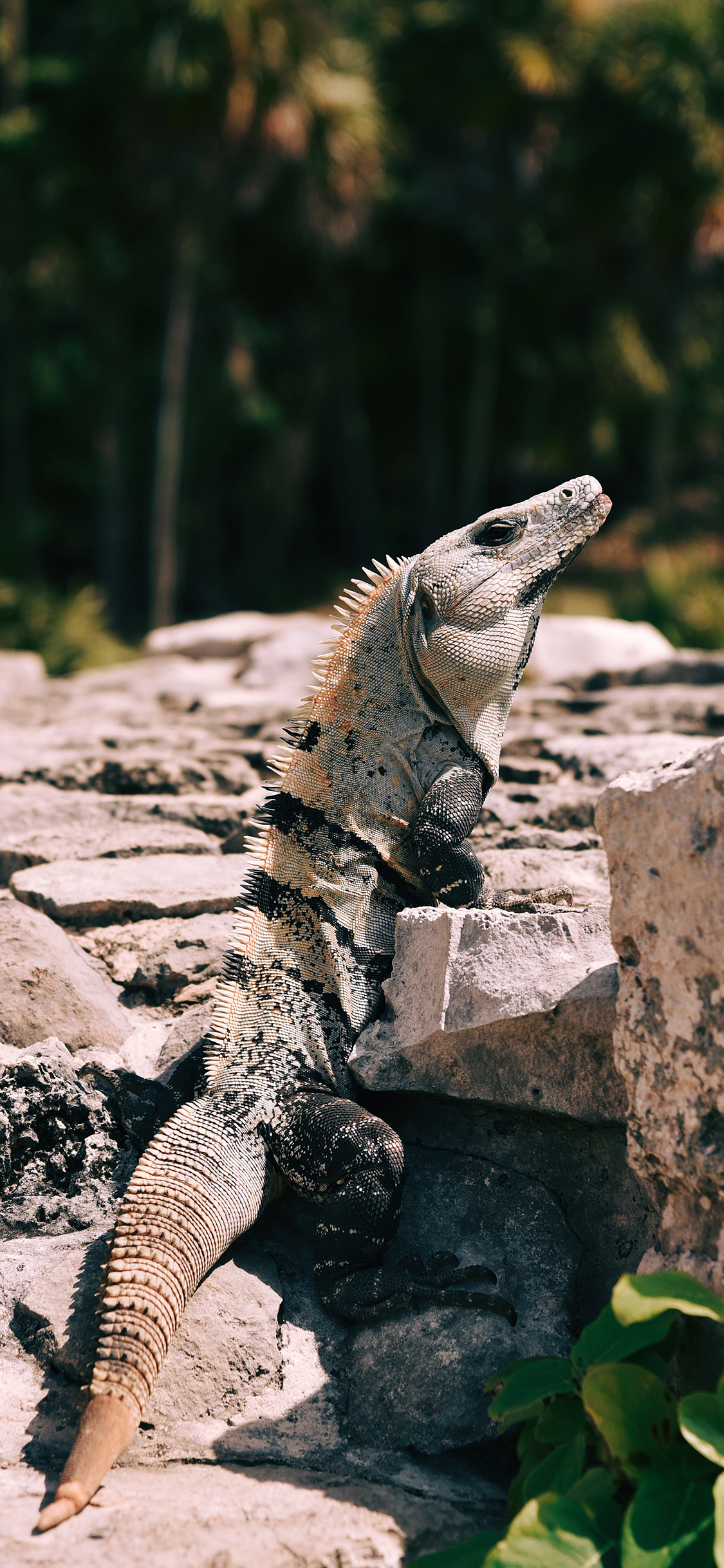 [2436×1125]蜥蜴 岩石 蜥蜴 皮甲 苹果手机壁纸图片