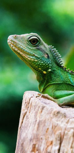 [2436x1125]蜥蜴 木桩 爬行 变色龙 苹果手机壁纸图片