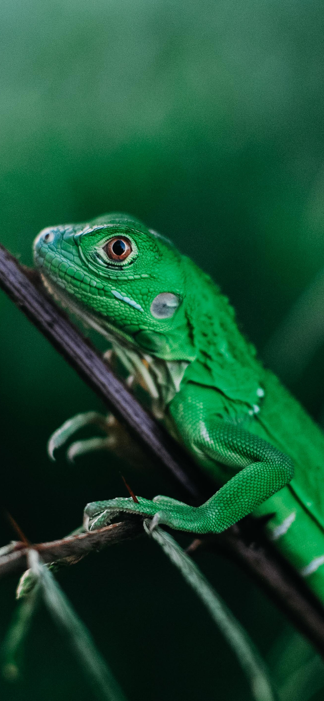 [2436×1125]蜥蜴 枝叶 宠物 爬行 苹果手机壁纸图片