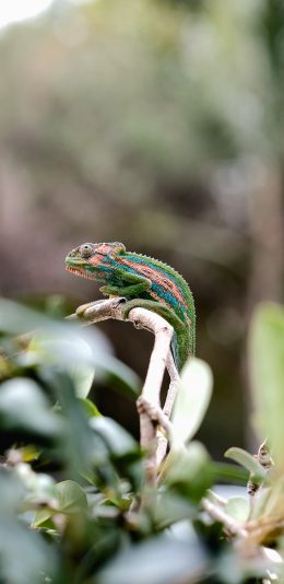 [2436x1125]蜥蜴 枝叶 爬行 鳞片 苹果手机壁纸图片