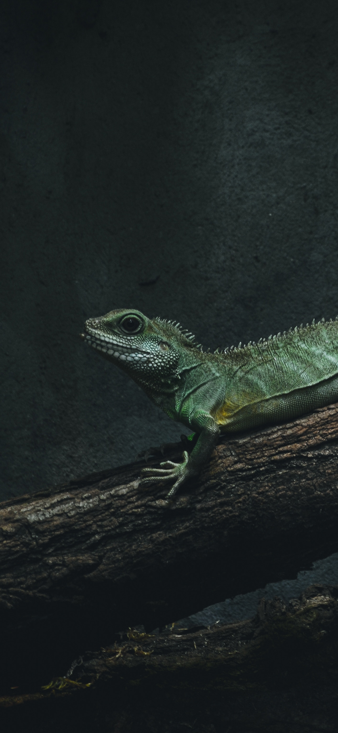 [2436×1125]蜥蜴 树干 爬行 两栖 苹果手机壁纸图片