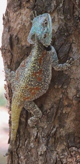 [2436x1125]蜥蜴 树干 爬行 树皮 苹果手机壁纸图片