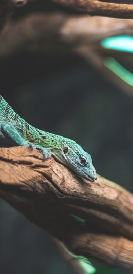 [2436x1125]蜥蜴 树枝 爬行 鳞片 苹果手机壁纸图片