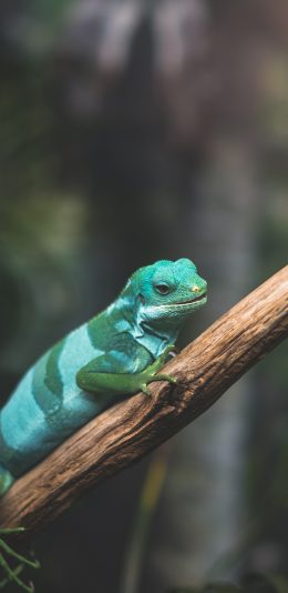 [2436x1125]蜥蜴 树枝 绿 爬行 变色龙 苹果手机壁纸图片