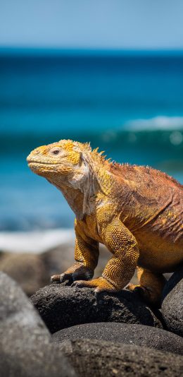 [2436x1125]蜥蜴 海边 石头 爬行 苹果手机壁纸图片