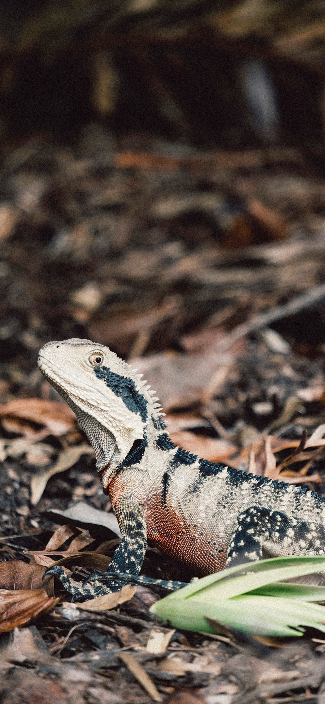 [2436×1125]蜥蜴 爬行 两栖 土地 苹果手机壁纸图片