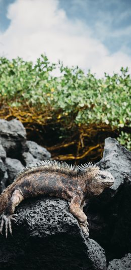 [2436x1125]蜥蜴 爬行 侧身 岩石 鳞片 苹果手机壁纸图片