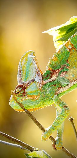 [2436x1125]蜥蜴 爬行 变色龙 树枝 苹果手机壁纸图片