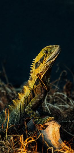 [2436x1125]蜥蜴 爬行 宠物 饲养 苹果手机壁纸图片