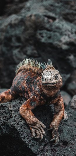 [2436x1125]蜥蜴 爬行 岩石 鳞片 苹果手机壁纸图片