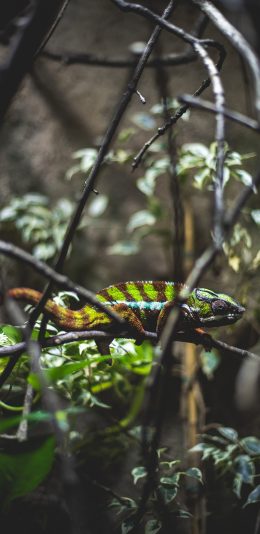 [2436x1125]蜥蜴 爬行 树枝 变色龙 苹果手机壁纸图片