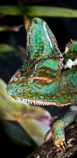 [2436x1125]蜥蜴 爬行 树枝 鳞片 苹果手机壁纸图片