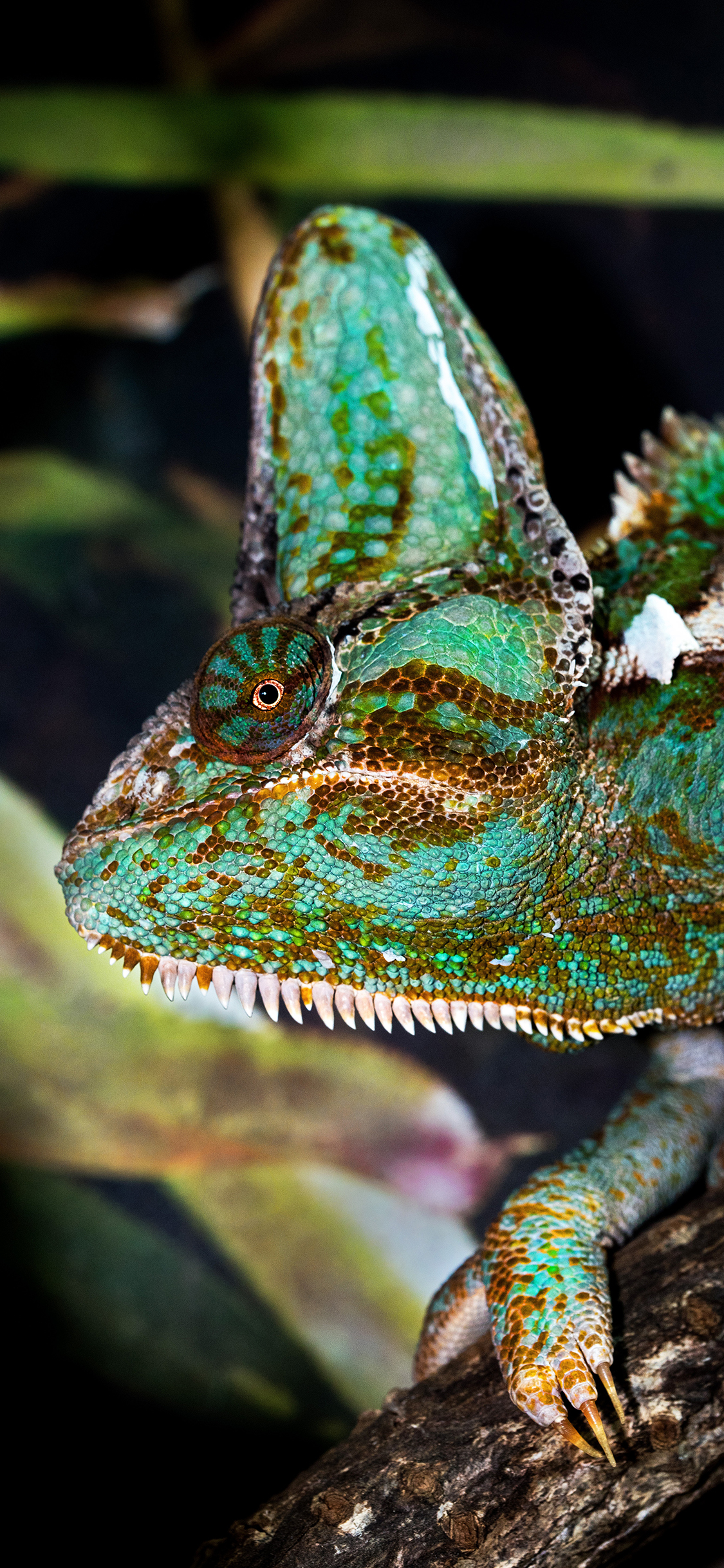 [2436×1125]蜥蜴 爬行 树枝 鳞片 苹果手机壁纸图片