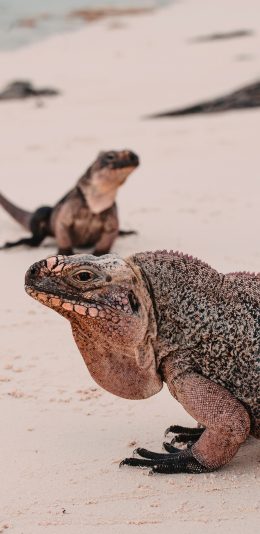 [2436x1125]蜥蜴 爬行 沙滩 海滩 苹果手机壁纸图片