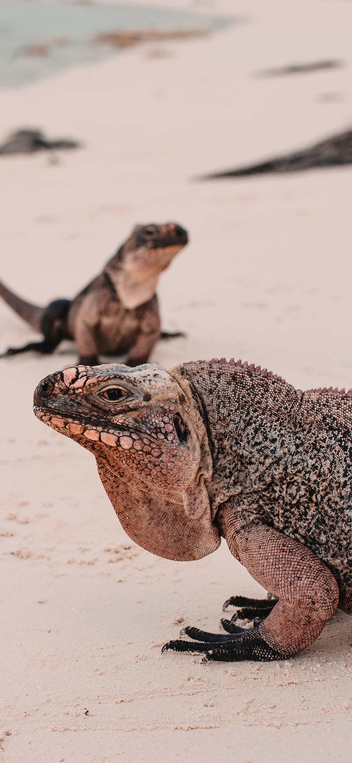 [2436×1125]蜥蜴 爬行 沙滩 海滩 苹果手机壁纸图片