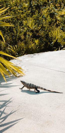 [2436x1125]蜥蜴 爬行 阳光 户外 苹果手机壁纸图片