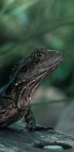 [2436x1125]蜥蜴 爬行 鳞片 卵生 苹果手机壁纸图片