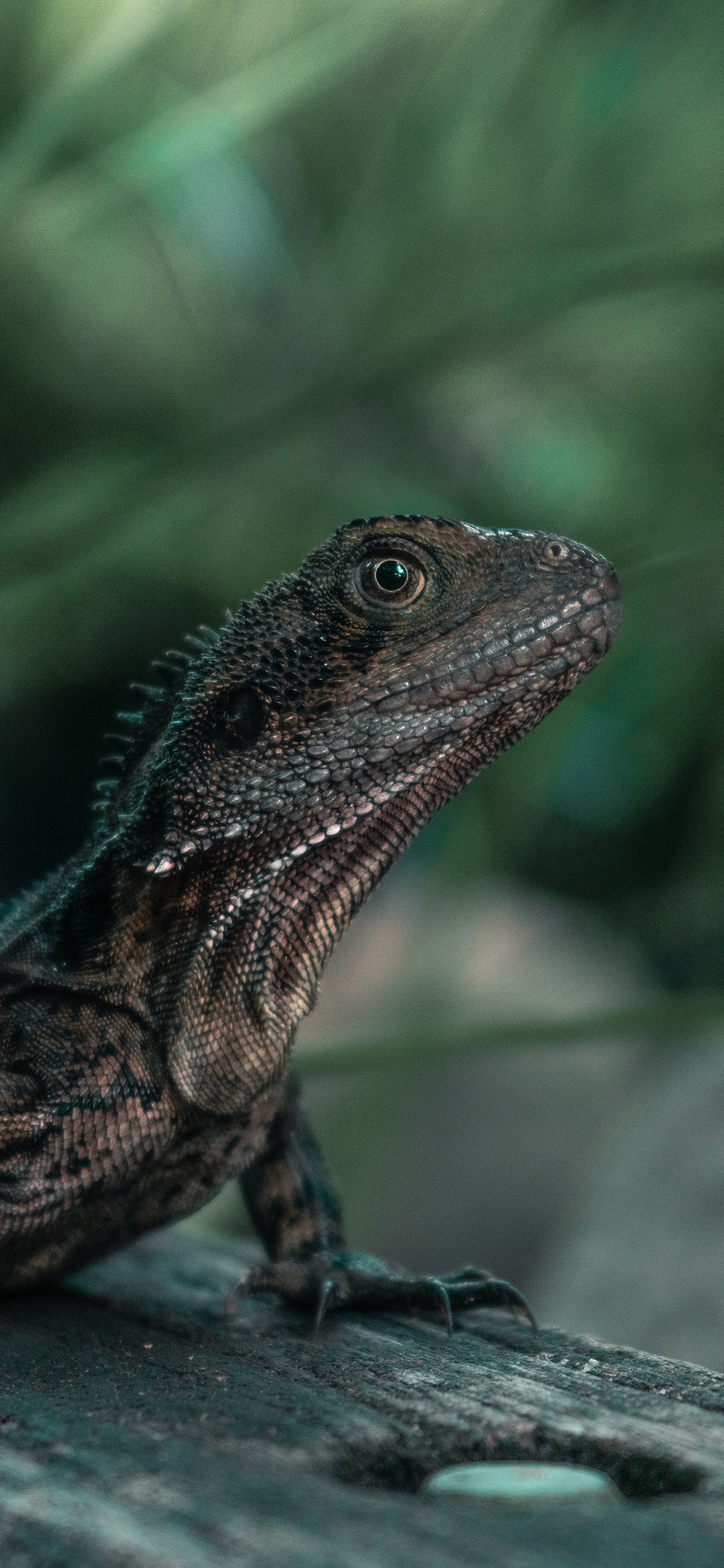 [2436×1125]蜥蜴 爬行 鳞片 卵生 苹果手机壁纸图片