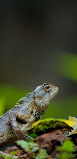 [2436x1125]蜥蜴 爬行 鳞片 四肢 苹果手机壁纸图片