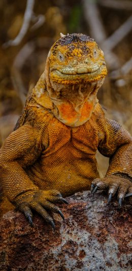 [2436x1125]蜥蜴 爬行 鳞片 岩石 苹果手机壁纸图片
