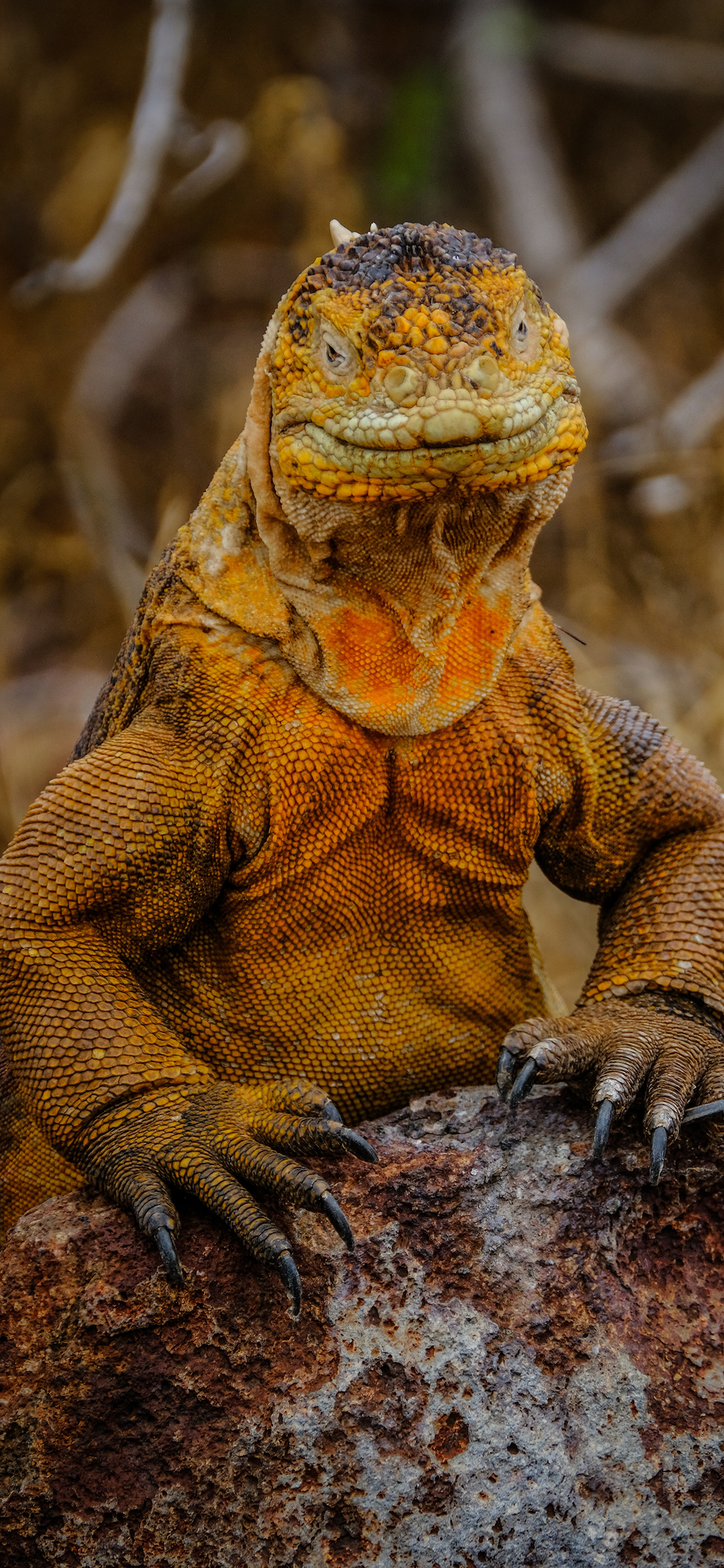 [2436×1125]蜥蜴 爬行 鳞片 岩石 苹果手机壁纸图片