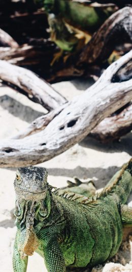 [2436x1125]蜥蜴 爬行 鳞片 树枝 苹果手机壁纸图片