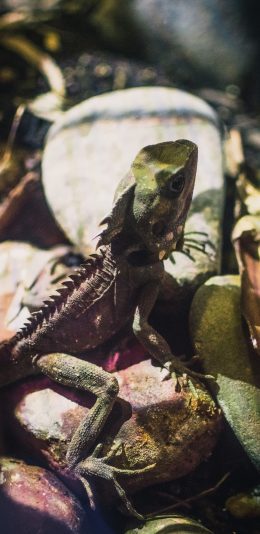 [2436x1125]蜥蜴 石头 爬行 两栖 苹果手机壁纸图片