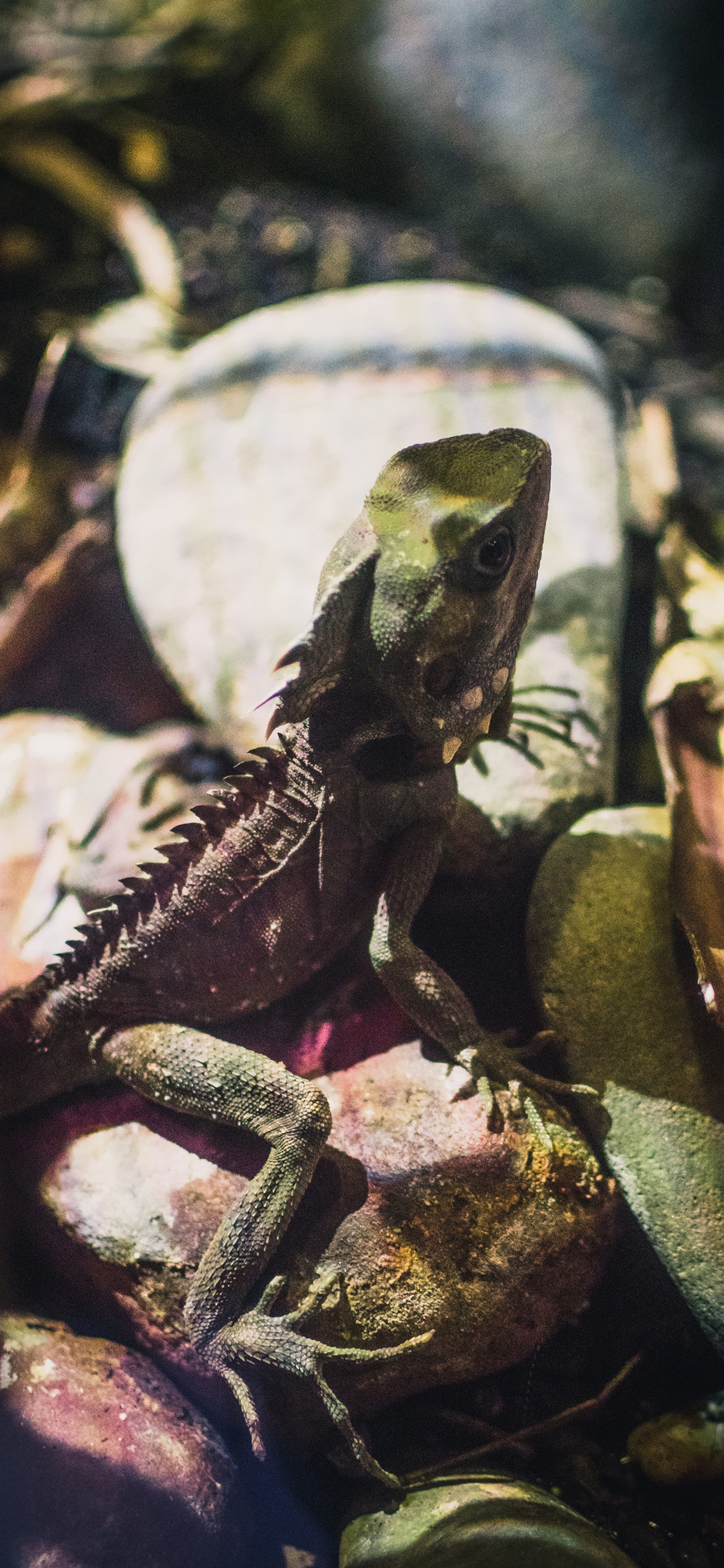 [2436×1125]蜥蜴 石头 爬行 两栖 苹果手机壁纸图片