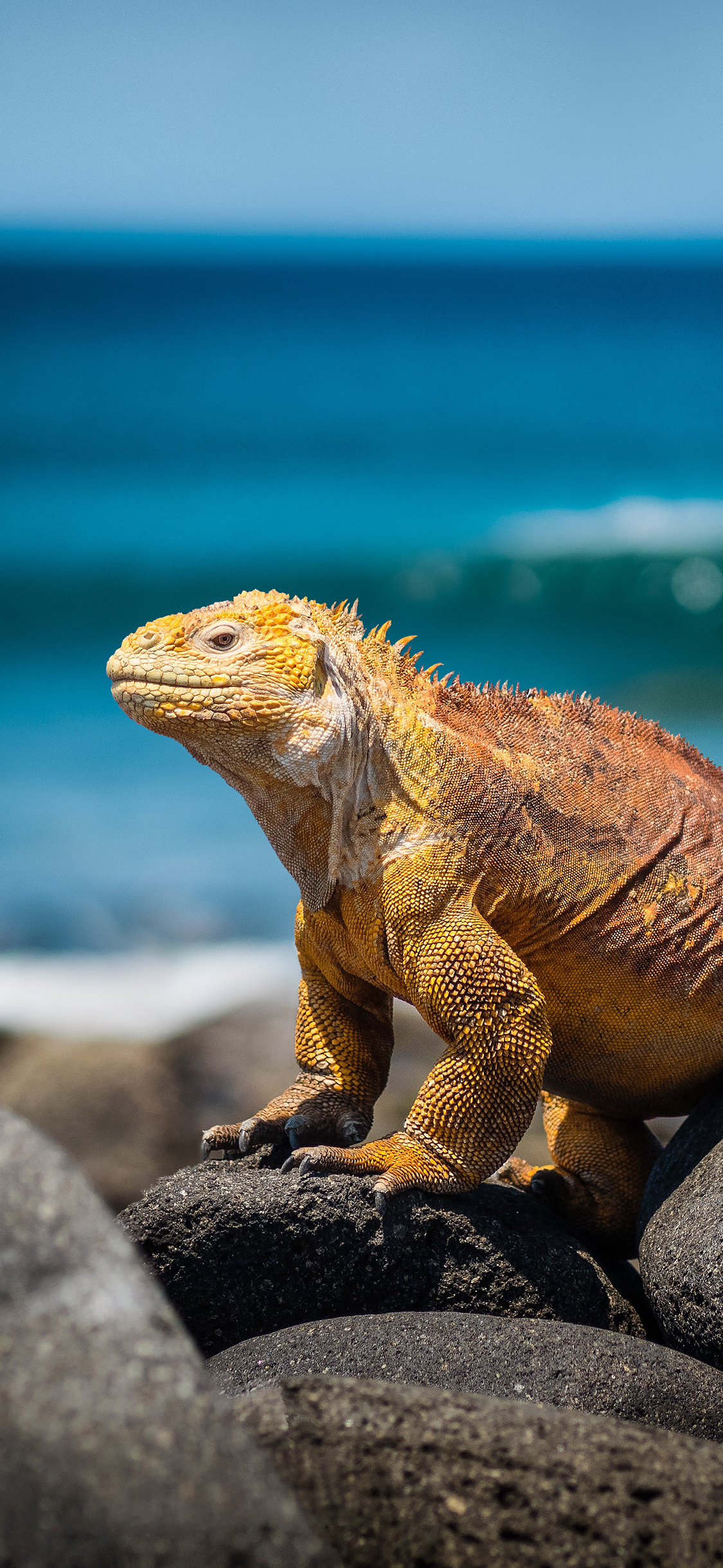 [2436×1125]蜥蜴 石头 爬行 户外 阳光 苹果手机壁纸图片
