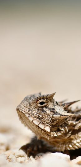 [2436x1125]蜥蜴 砂石 爬行 鳞片 苹果手机壁纸图片