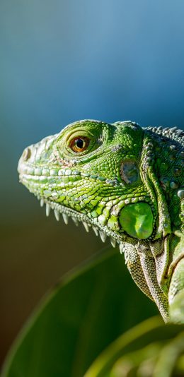 [2436x1125]蜥蜴 绿色 爬行 刺 热带 苹果手机壁纸图片